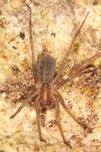 Eratigena agrestis